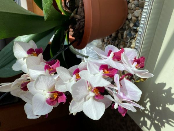orchid l jul.jpg